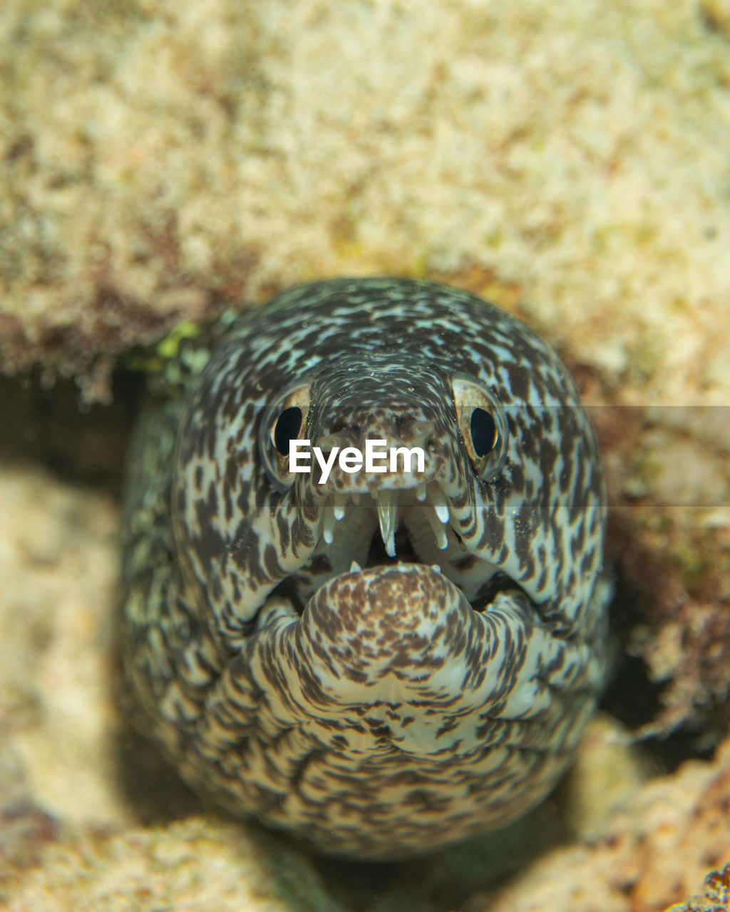 animal themes, animal, animal wildlife, one animal, wildlife, reef, sea, underwater, water, nature, sea life, close-up, marine, marine biology, portrait, undersea, reptile, no people, animal body part, looking at camera, aquarium, animal head, macro photography, outdoors