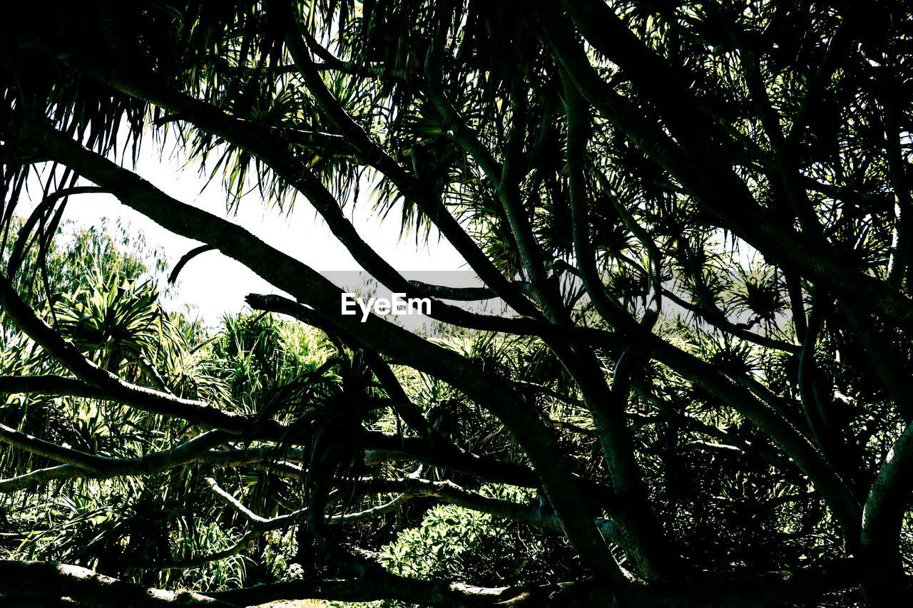 LOW ANGLE VIEW OF TREE IN FOREST