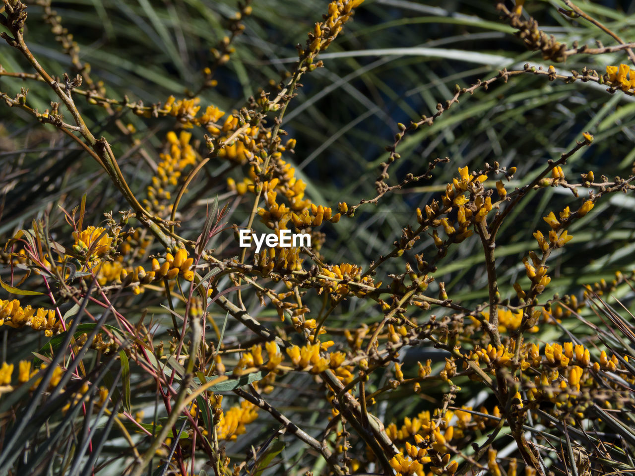 CLOSE-UP OF YELLOW FLOWERING PLANTS