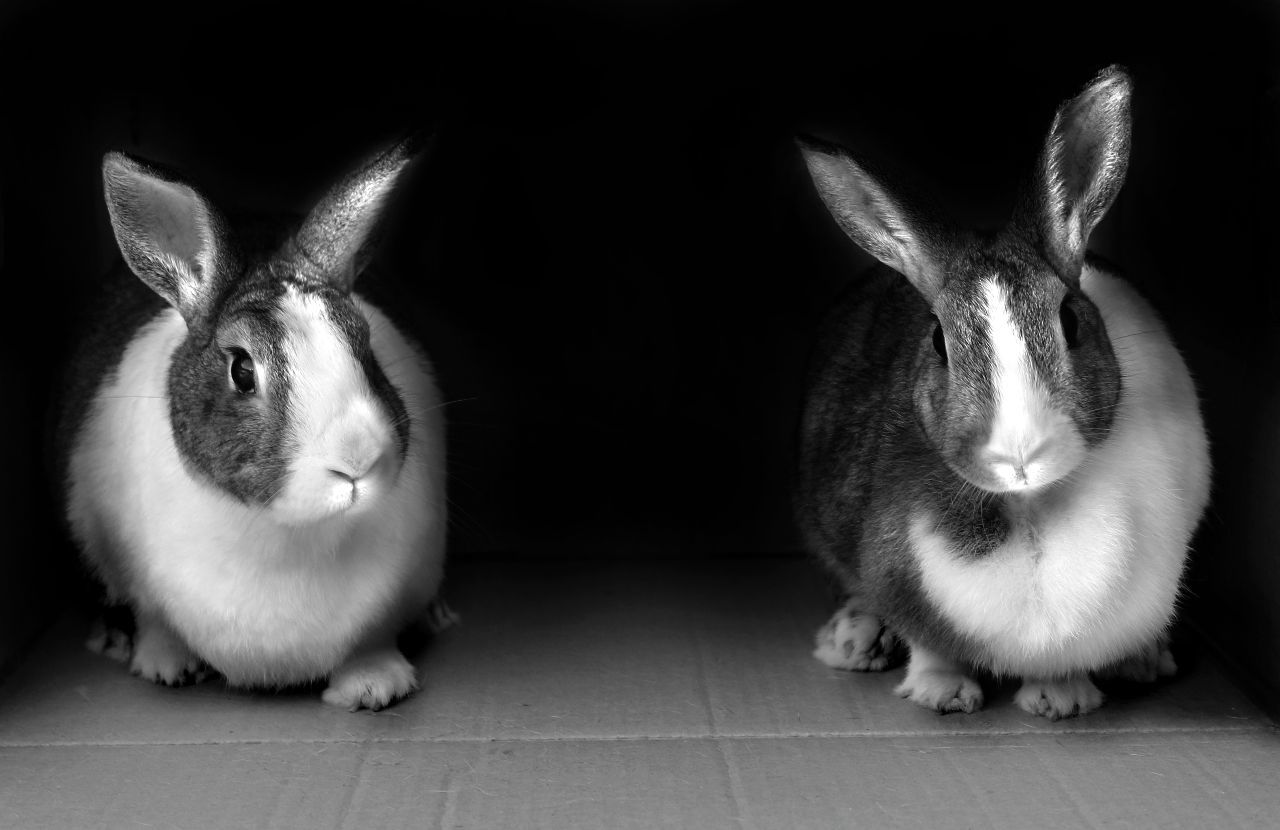 Close-up of rabbits in box