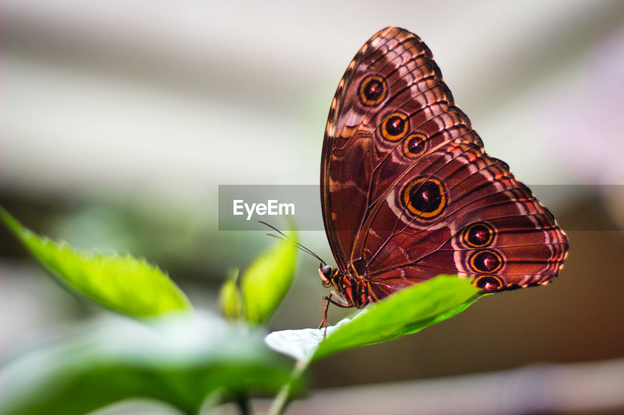 Close-up of butterfly on flower