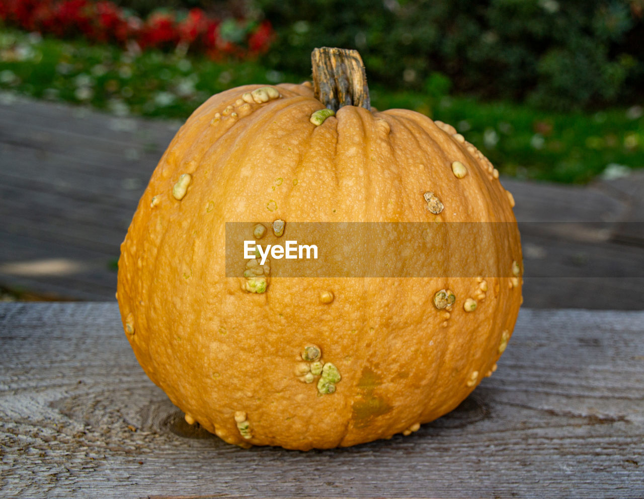 Close-up of pumpkin on table