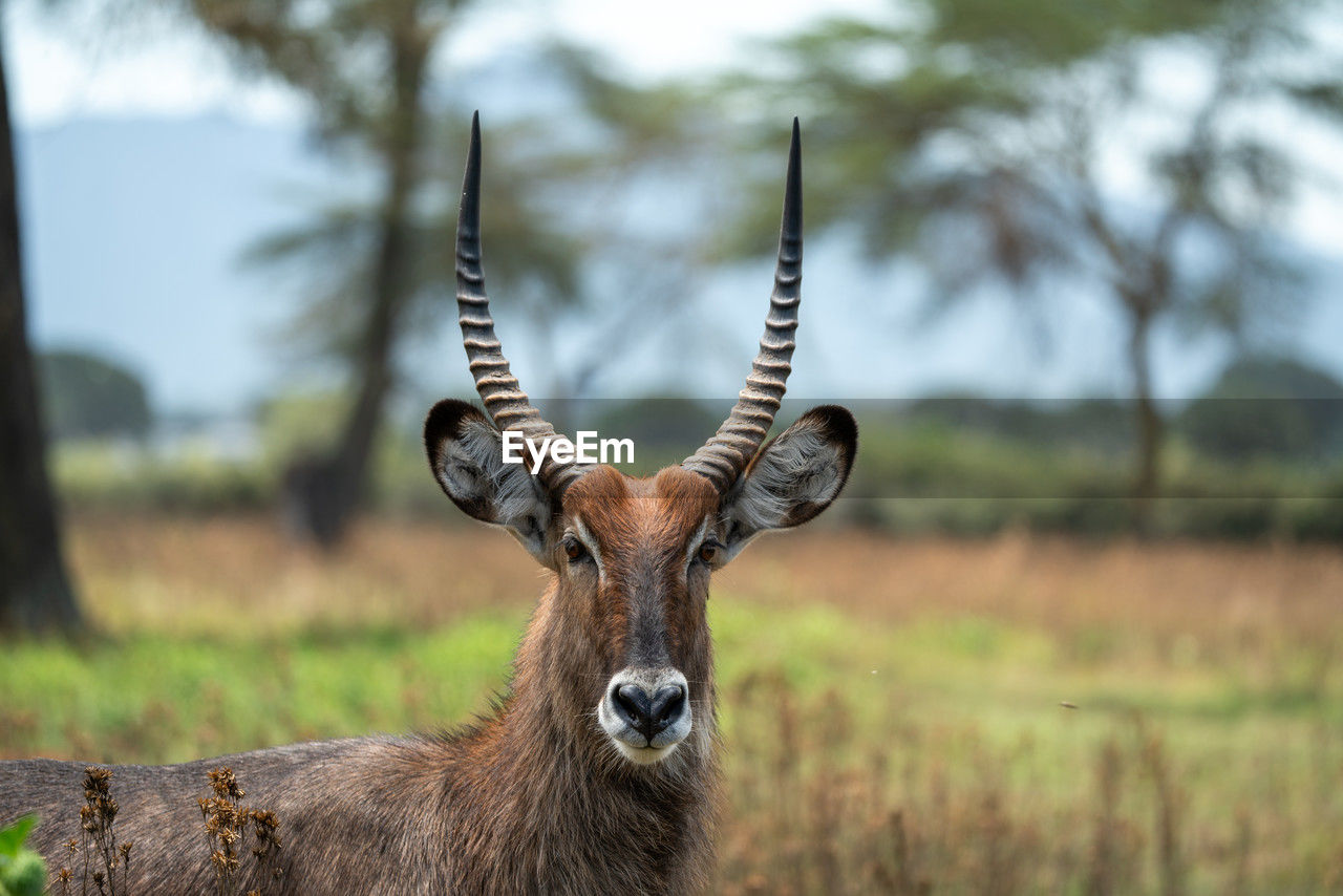 animal, animal themes, animal wildlife, wildlife, mammal, one animal, antelope, portrait, looking at camera, no people, waterbuck, nature, safari, horned, plant, focus on foreground, domestic animals, horn, travel destinations, deer, day, antler, tree, tourism, outdoors, kudu, herbivorous, grass, brown, landscape, impala, standing, animal body part, gazelle, environment