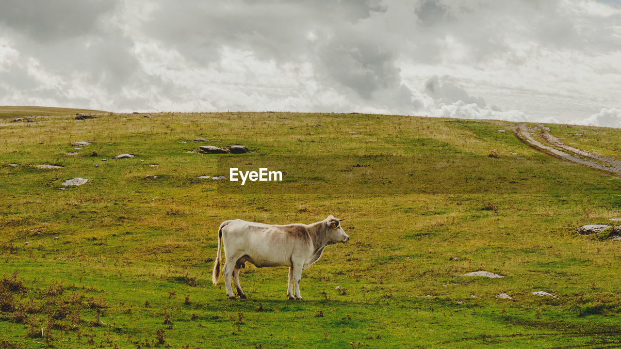 Cow standing on field against sky