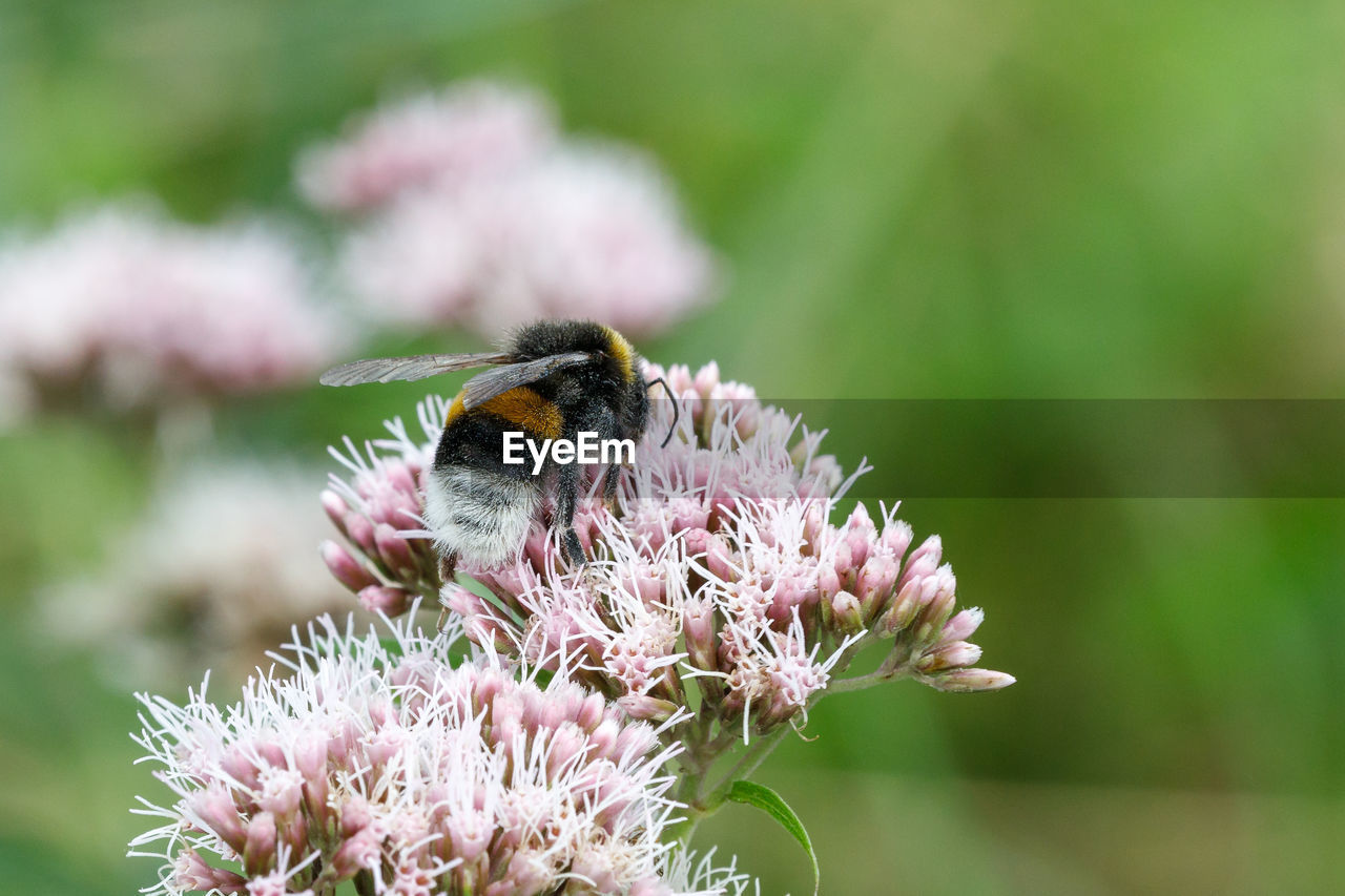 CLOSE-UP OF HONEY BEE POLLINATING ON FLOWER