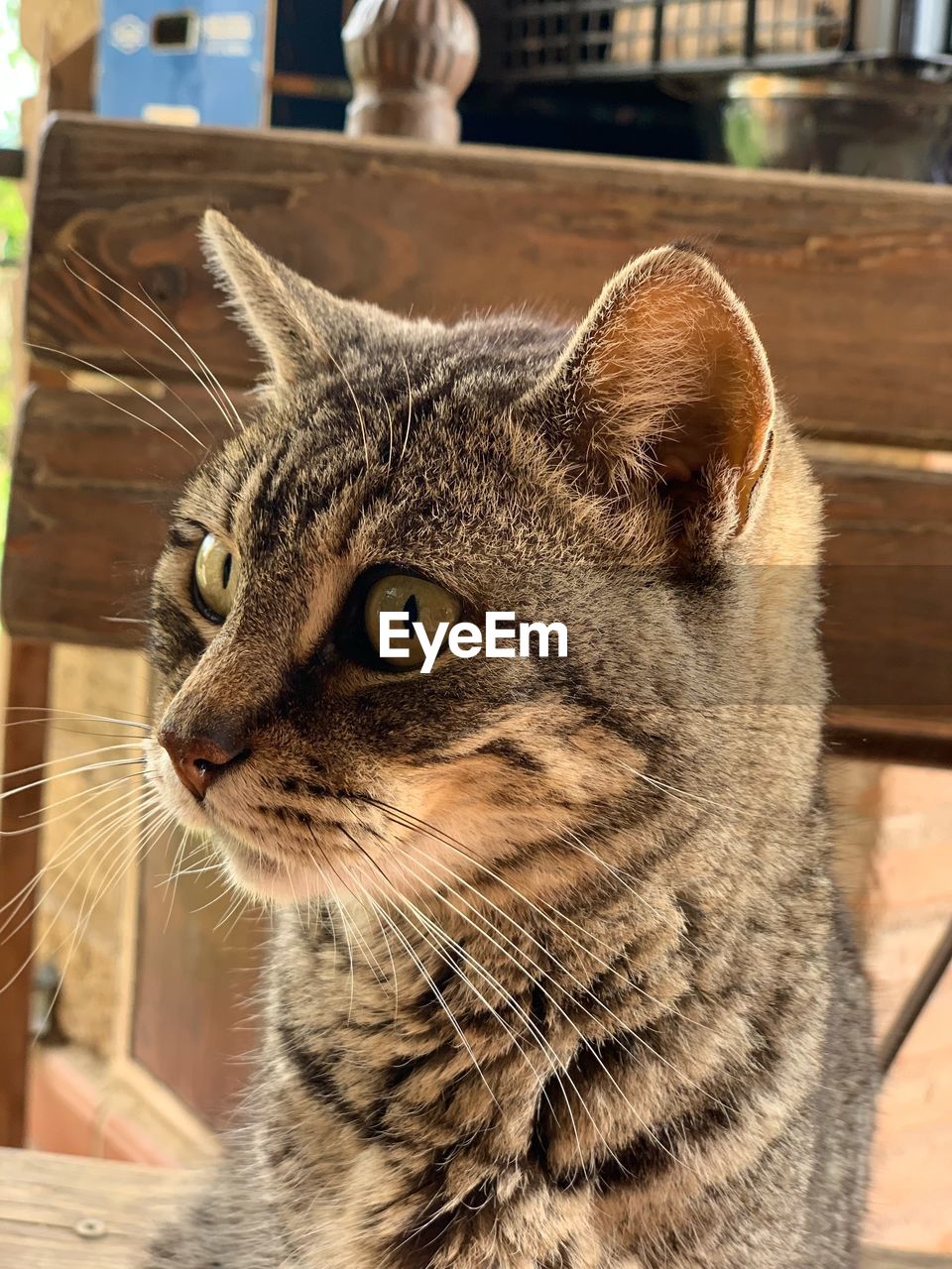 CLOSE-UP OF A CAT LOOKING AWAY OUTDOORS