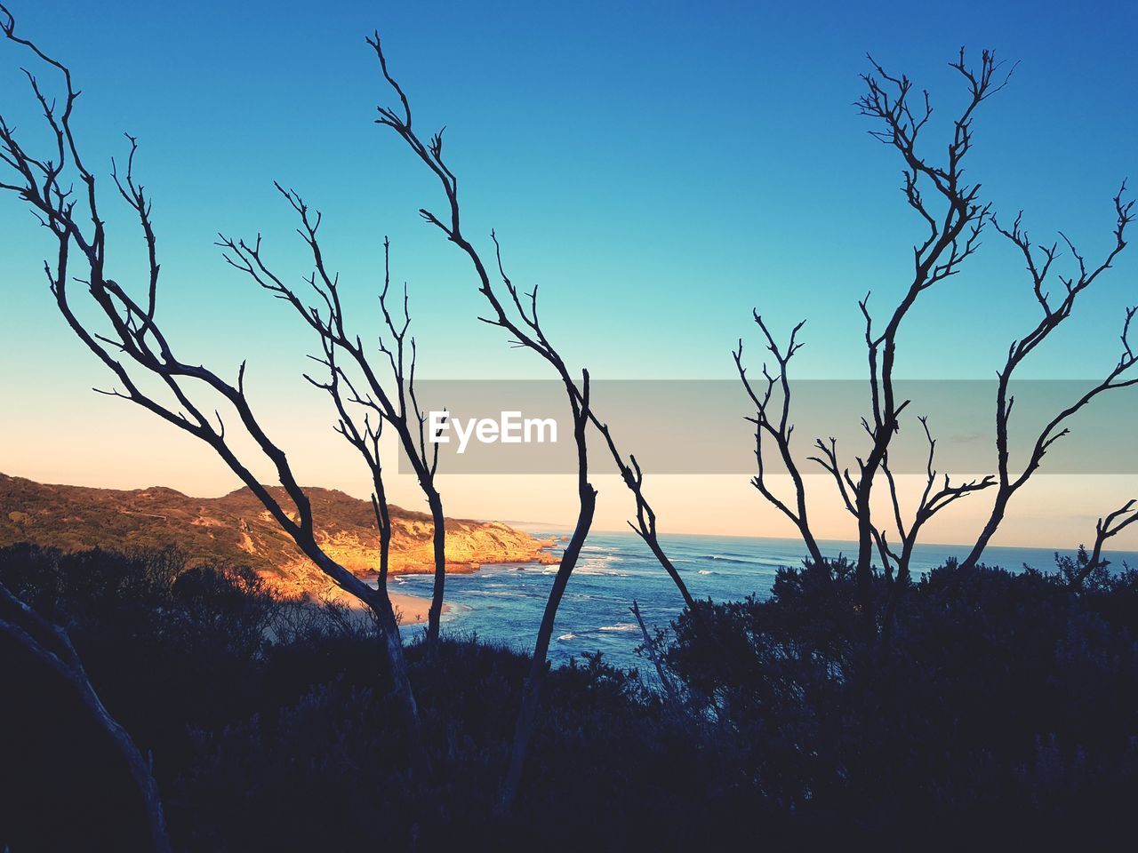 SILHOUETTE BARE TREE AGAINST SEA AT SUNSET