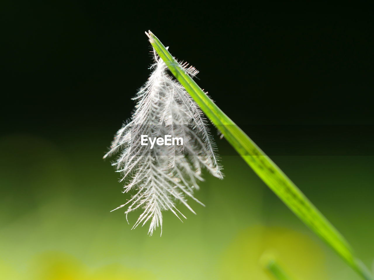 Close-up of feather on grass