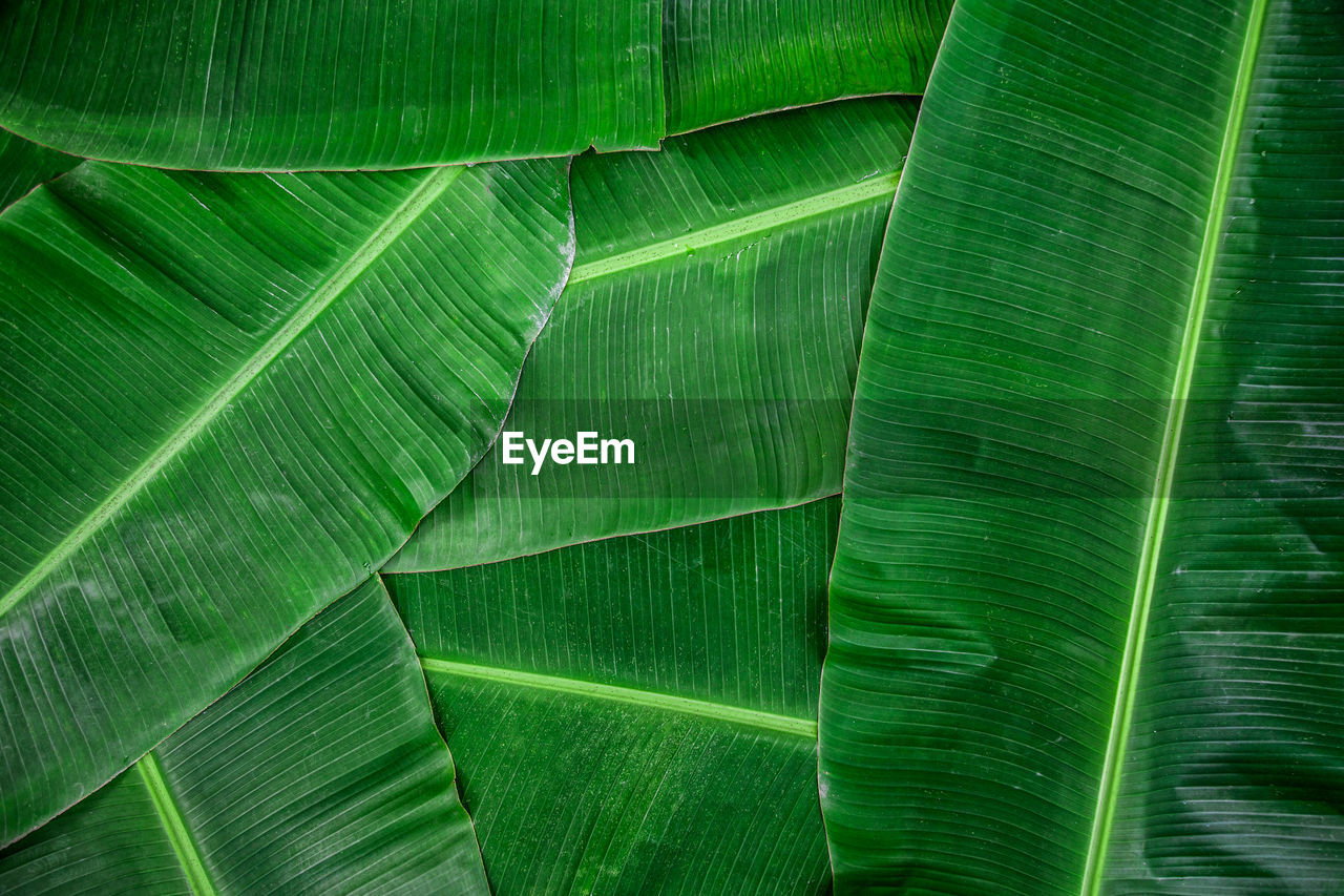 Banana leaf green color abstract background.