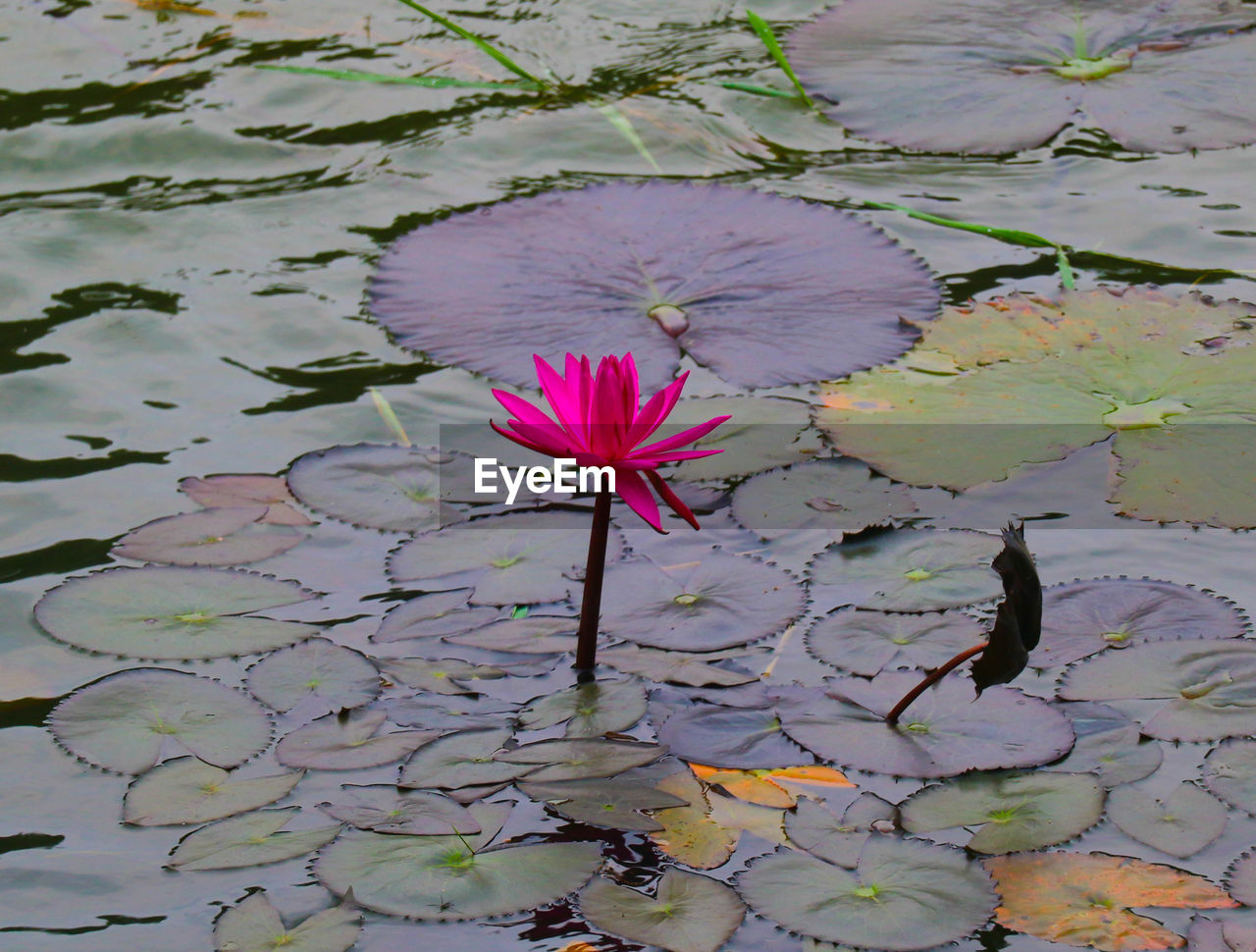 flower, water lily, flowering plant, water, plant, lake, beauty in nature, nature, floating, freshness, lily, floating on water, pink, leaf, lotus water lily, petal, plant part, no people, fragility, close-up, inflorescence, flower head, day, high angle view, outdoors, growth, reflection, botany