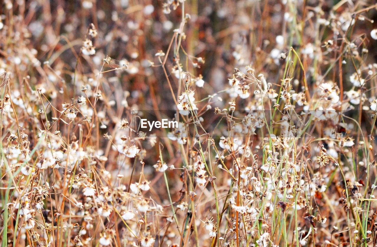 Close-up of flowering plants on field