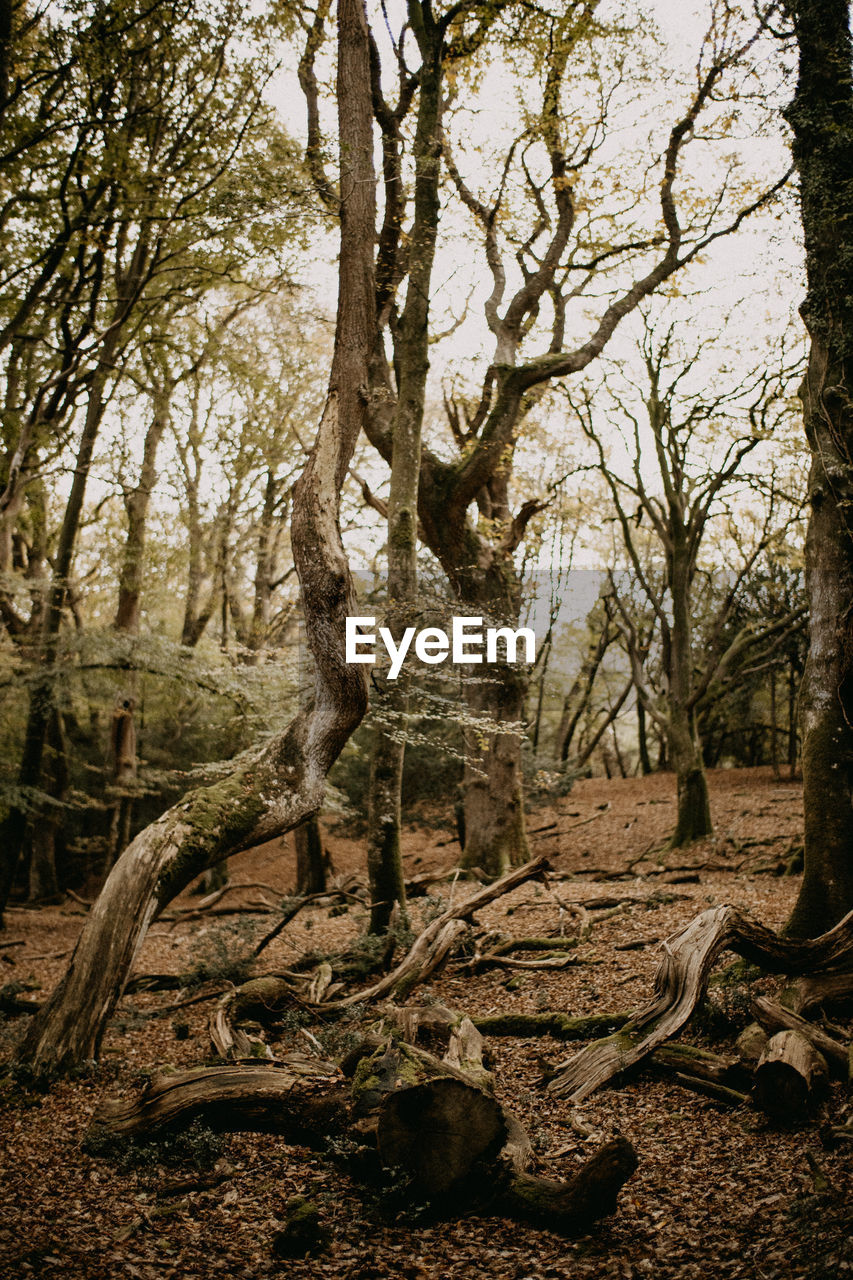 Fallen trees in autumn