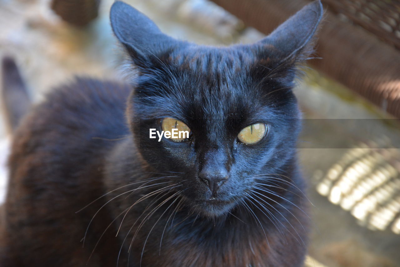 Close-up portrait of cat