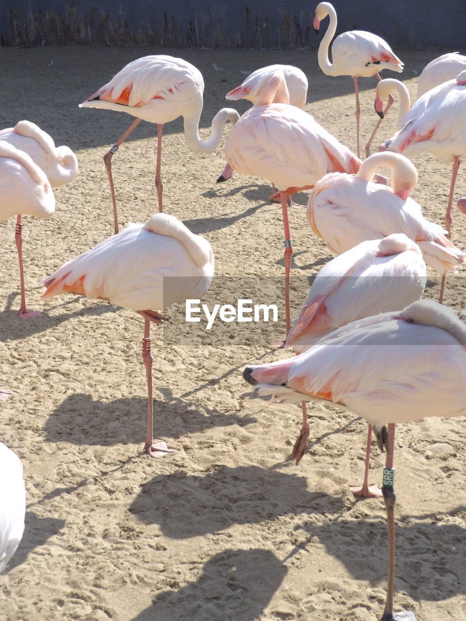 Close-up side view of birds on shore