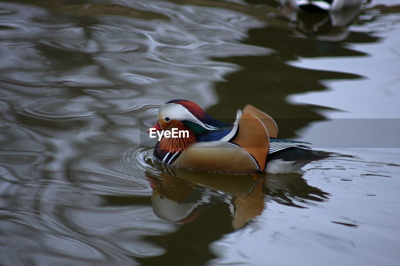 Duck swimming in a lake