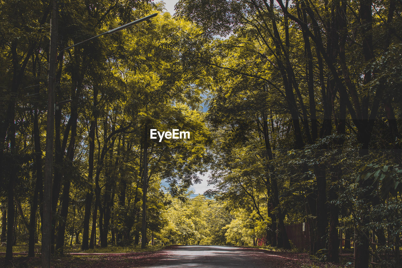 Road amidst trees in forest