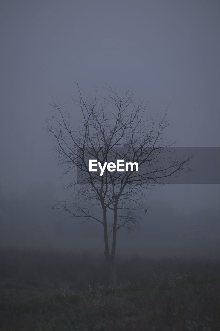 tree, mist, bare tree, fog, plant, dawn, morning, sky, environment, nature, beauty in nature, tranquility, no people, landscape, scenics - nature, land, tranquil scene, silhouette, branch, non-urban scene, outdoors, darkness, spooky, field, sunrise, mystery, remote, horizon