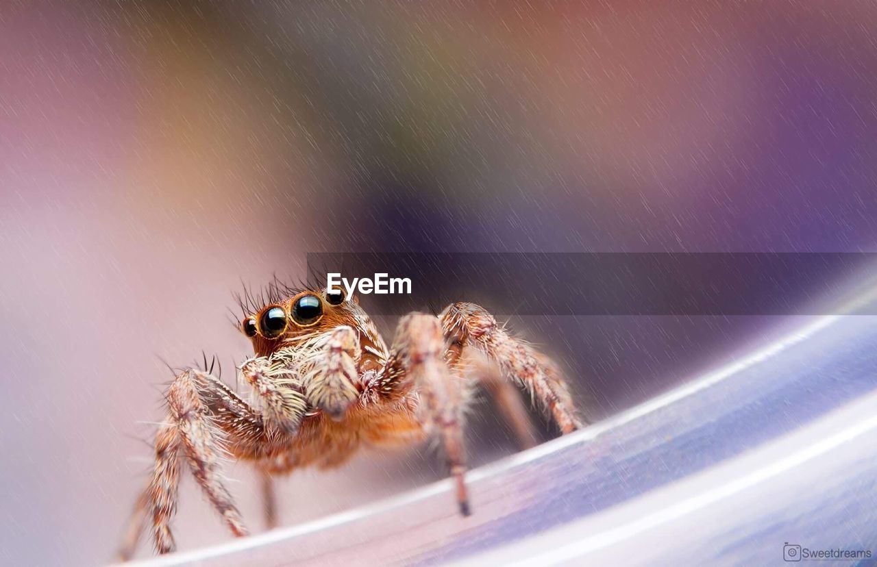 CLOSE-UP OF SPIDER ON WALL