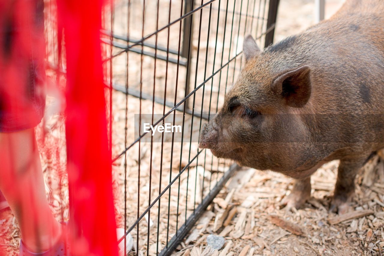 Close-up of pig