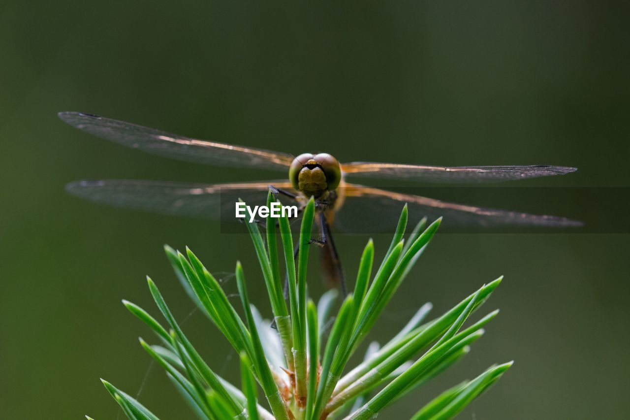 Close-up of dragonfly on plant