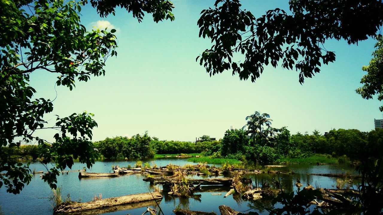 Fallen trees in lake