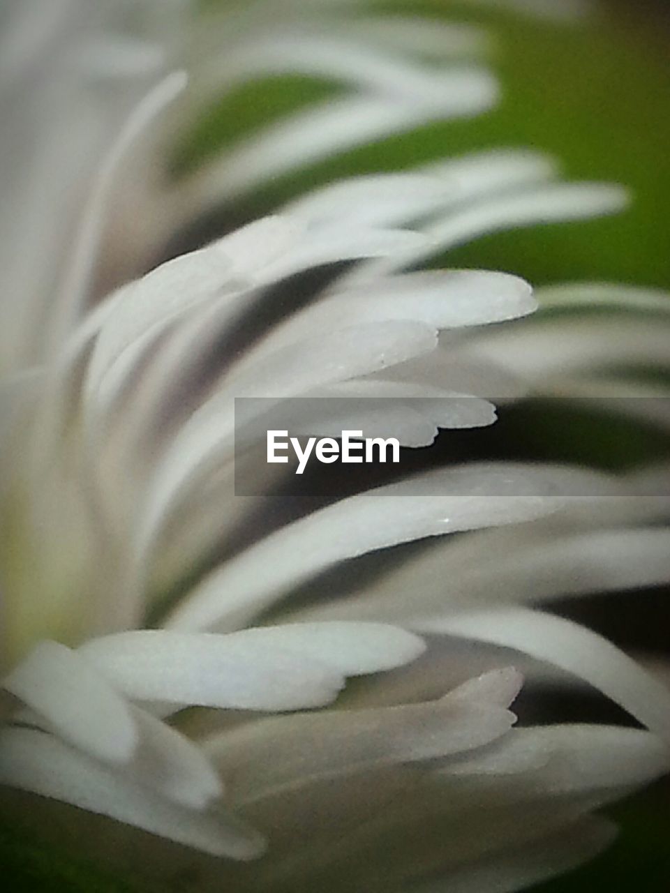 Extreme close up of white petals