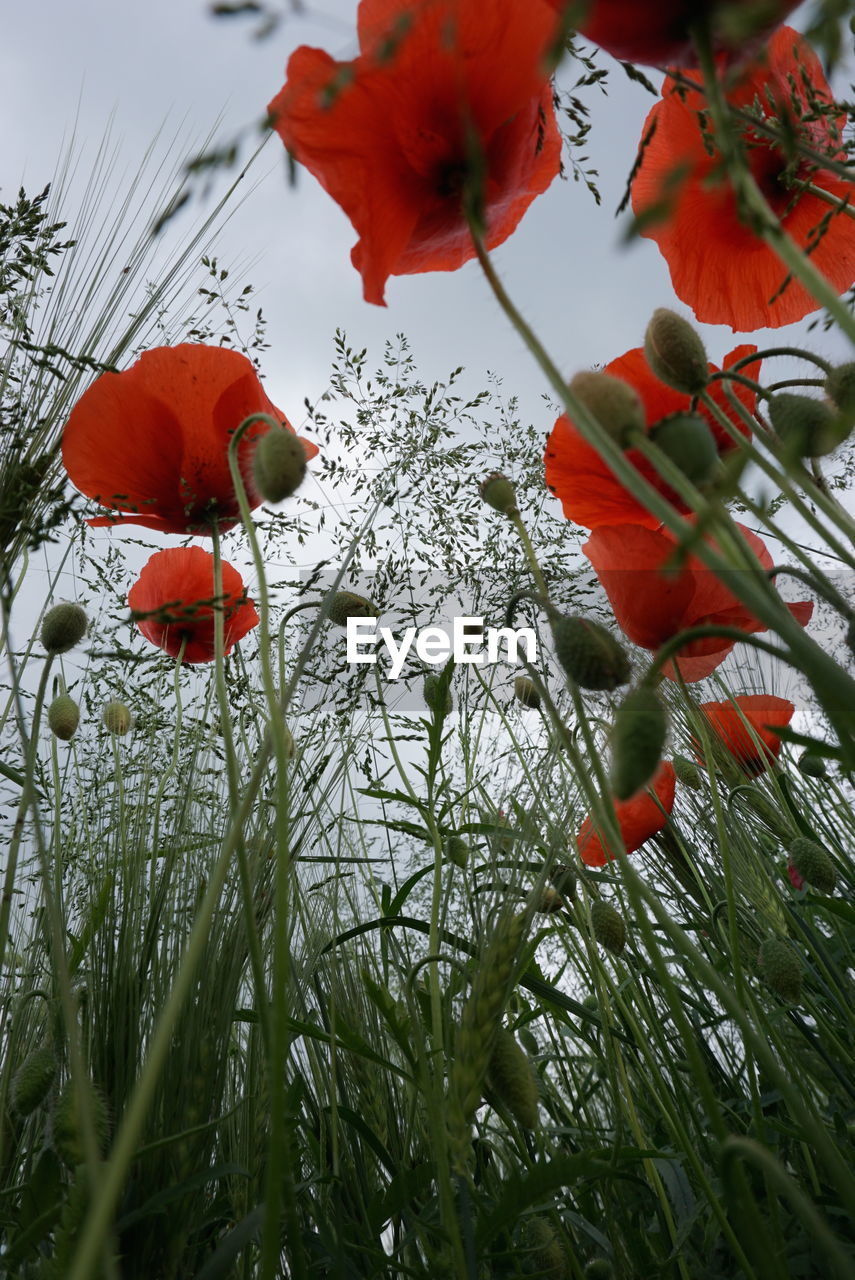 Low angle view of red flowers