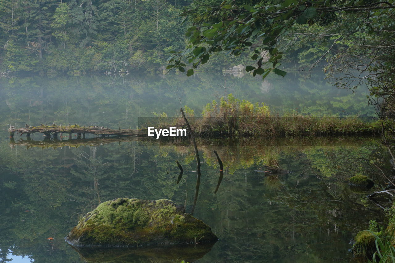 REFLECTION OF TREES IN LAKE