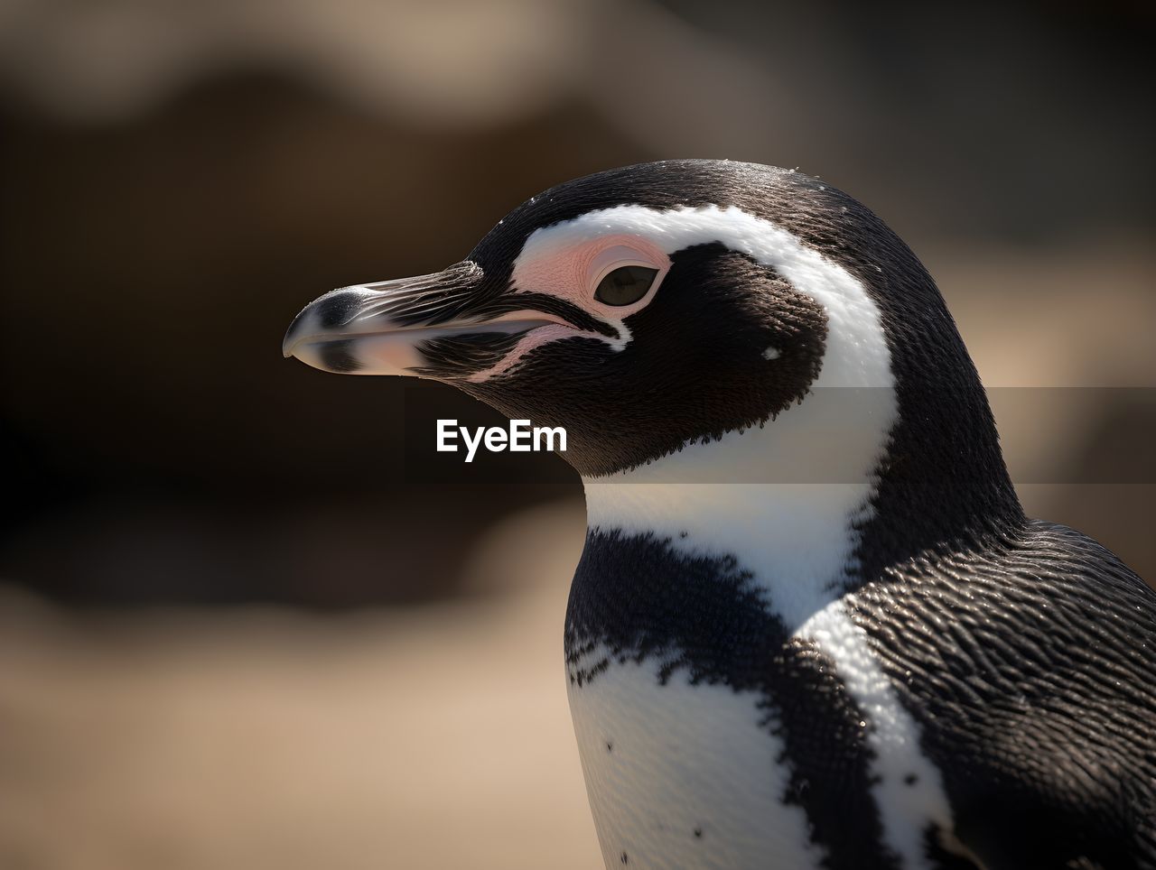 close-up of bird