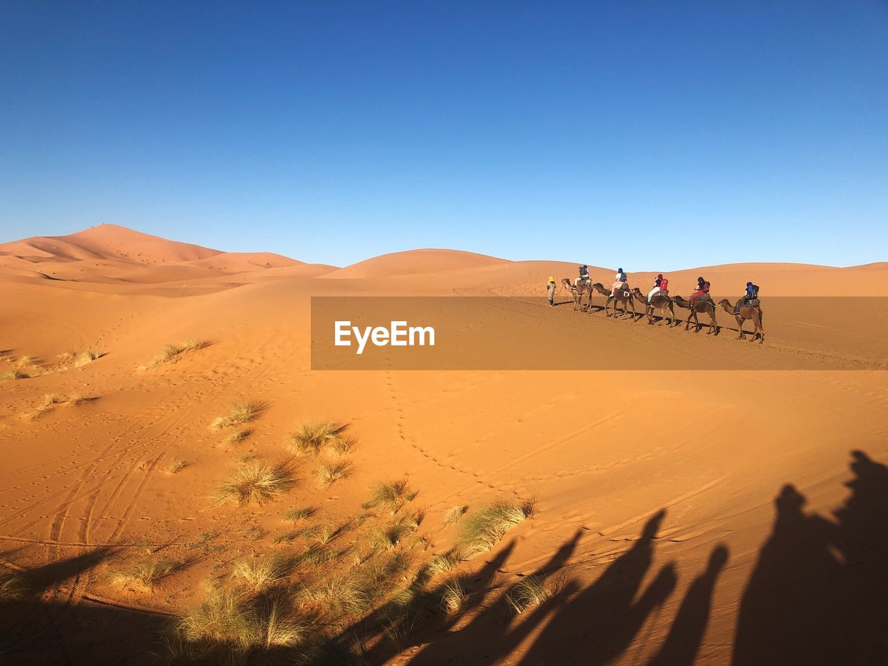 People riding camels at desert against clear blue sky on sunny day