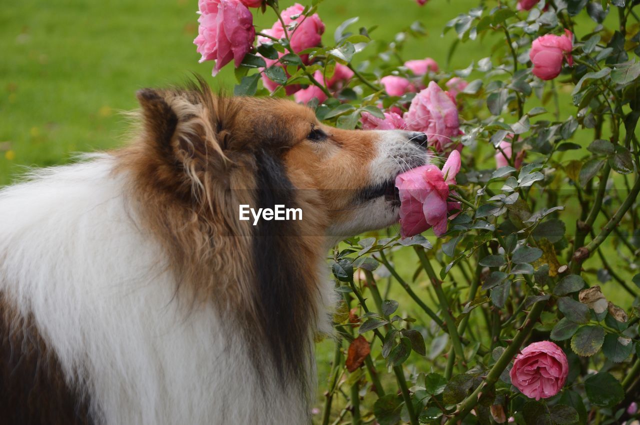 Close-up of dog biting on pink rose flower