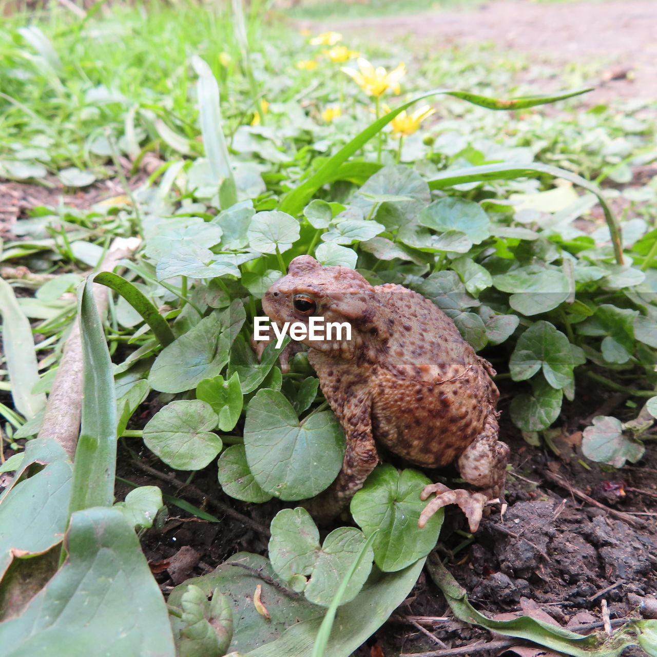 CLOSE-UP OF FROG ON PLANTS