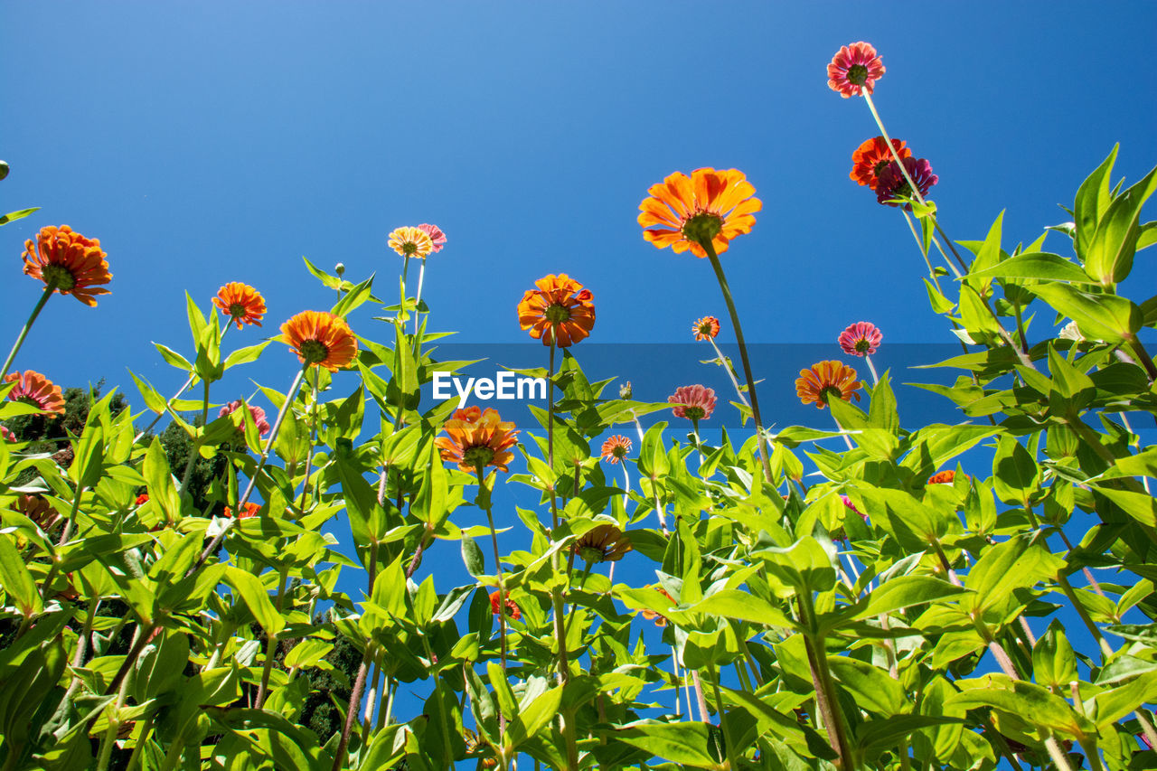 Low angle view of flowering plants against blue sky