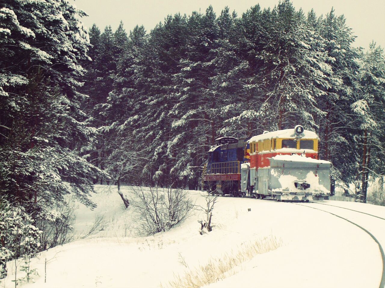 Snow on train amidst trees during winter