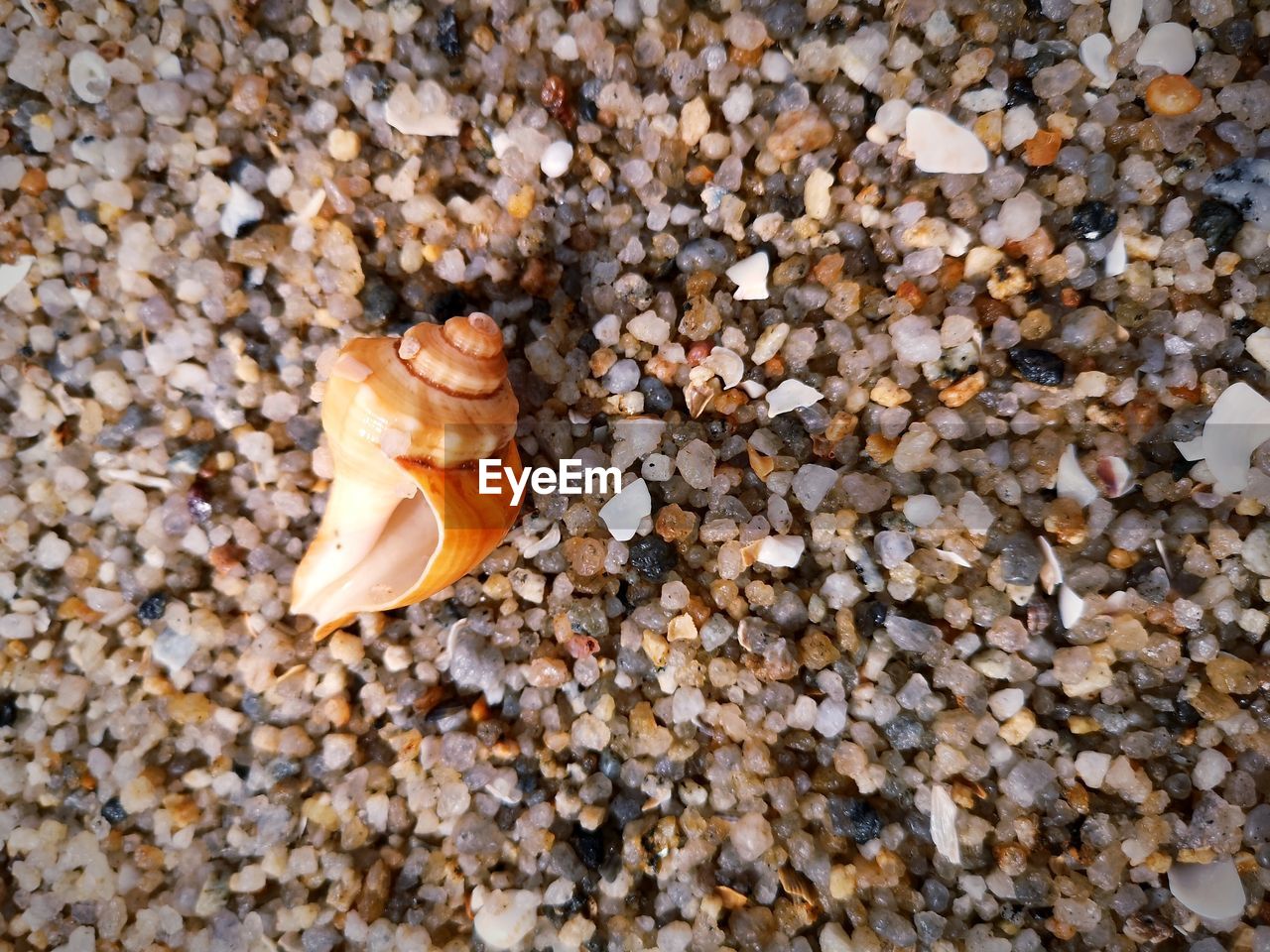 HIGH ANGLE VIEW OF SHELLS ON PEBBLES