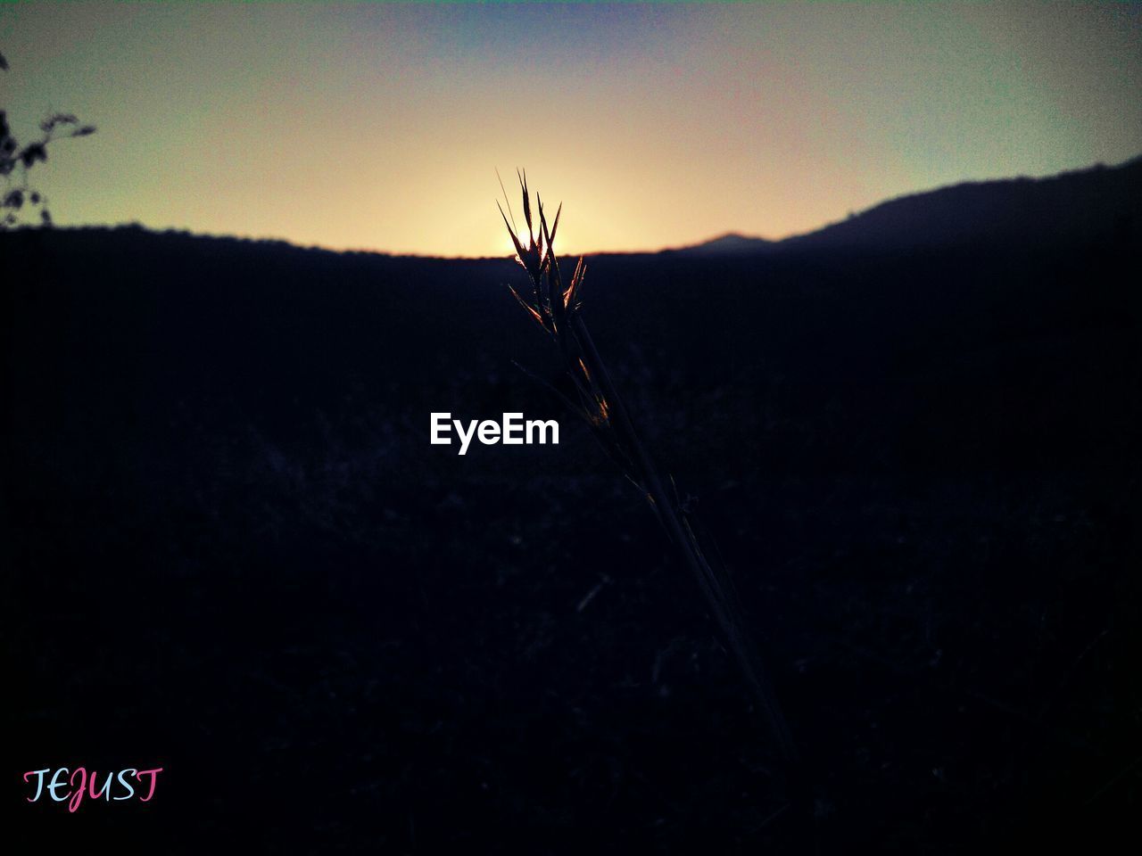 SILHOUETTE HORSE BY TREE AGAINST SKY