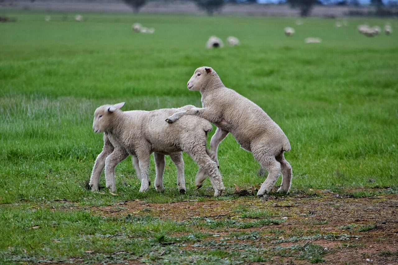 SHEEP ON GRASS