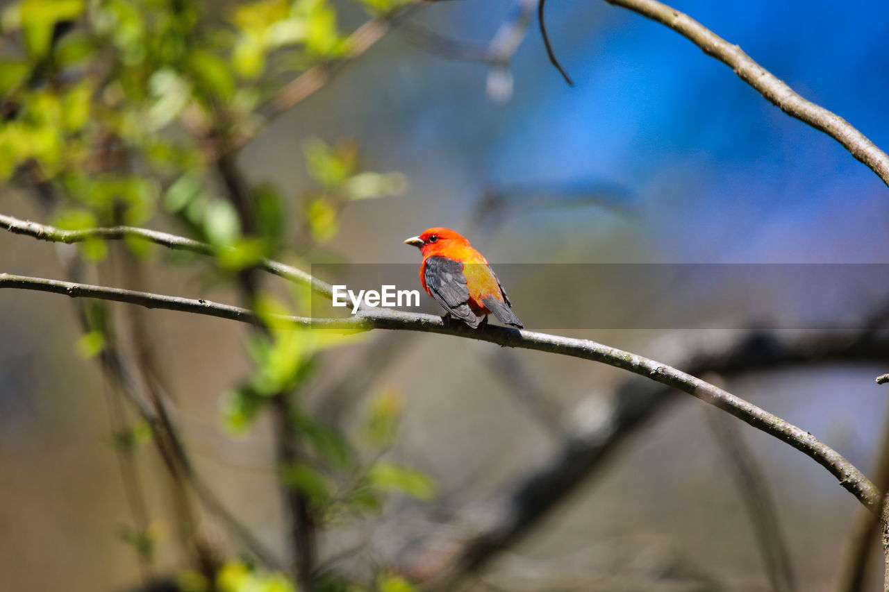 Close-up of bird perching on branch