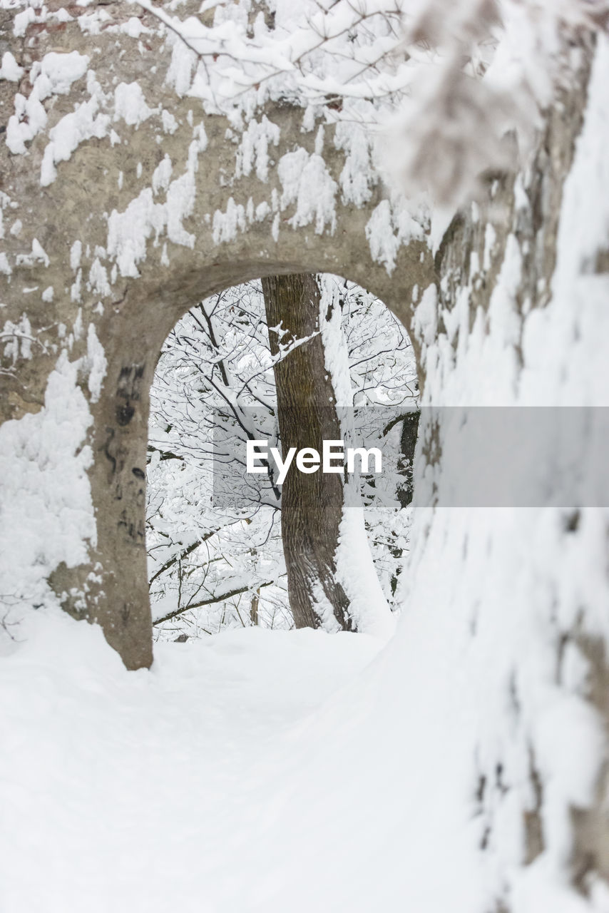 CLOSE-UP OF SNOW COVERED TREE