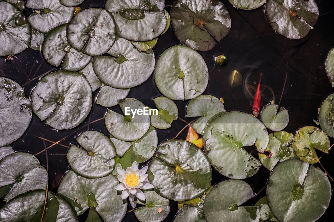 HIGH ANGLE VIEW OF WATER LILY ON LEAVES IN LAKE