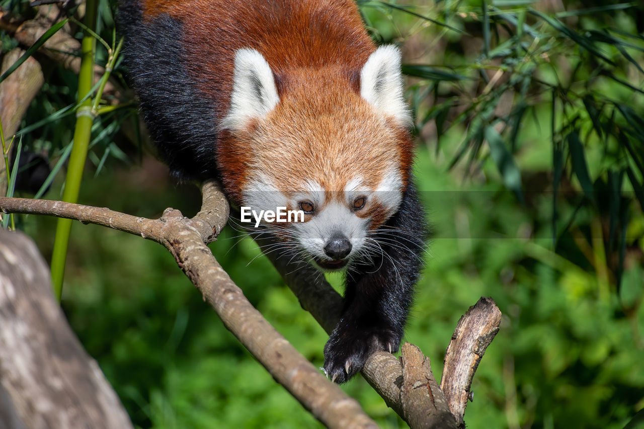 CLOSE-UP OF A SQUIRREL ON BRANCH