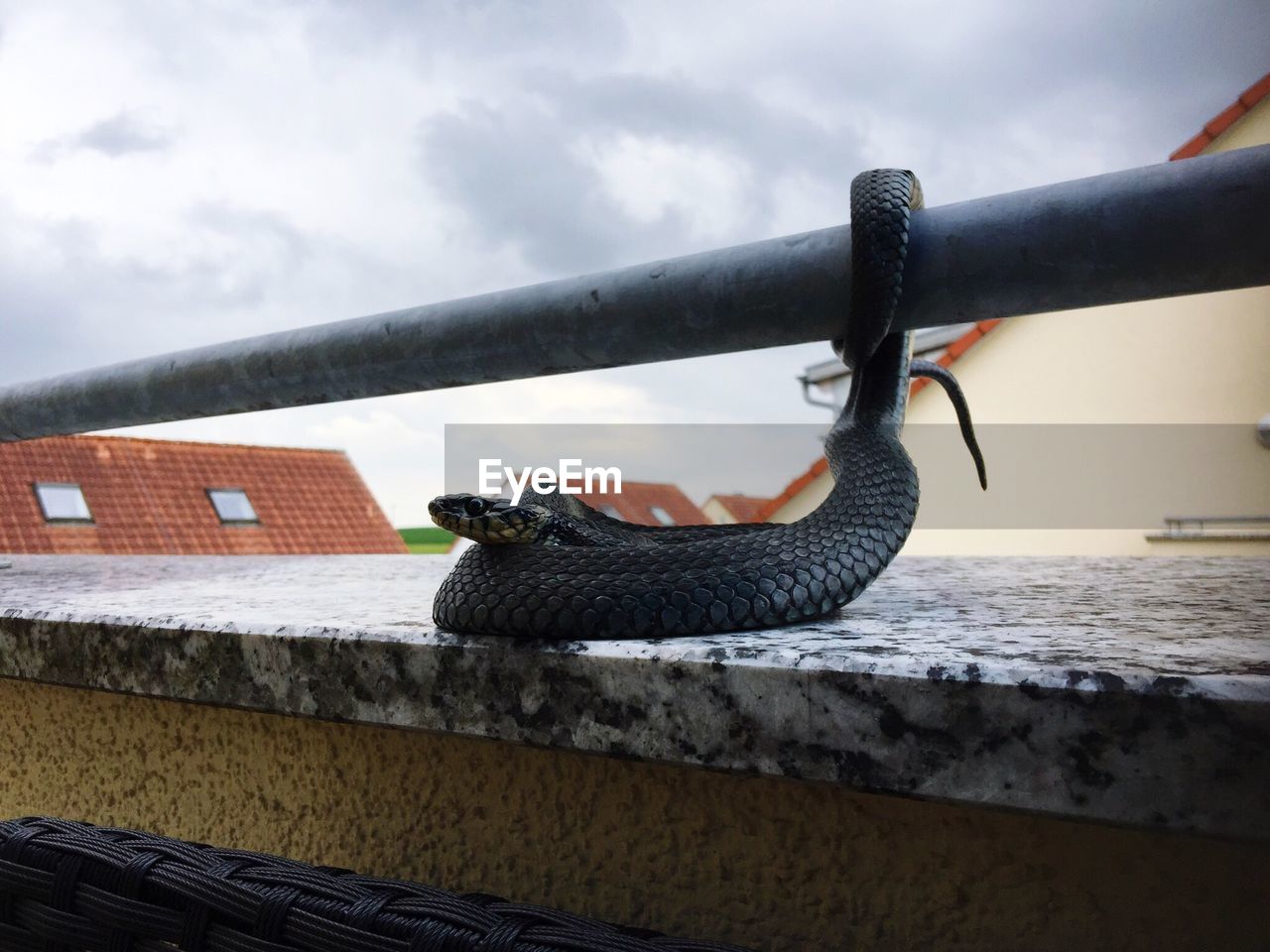 CLOSE-UP OF LIZARD ON ROOF