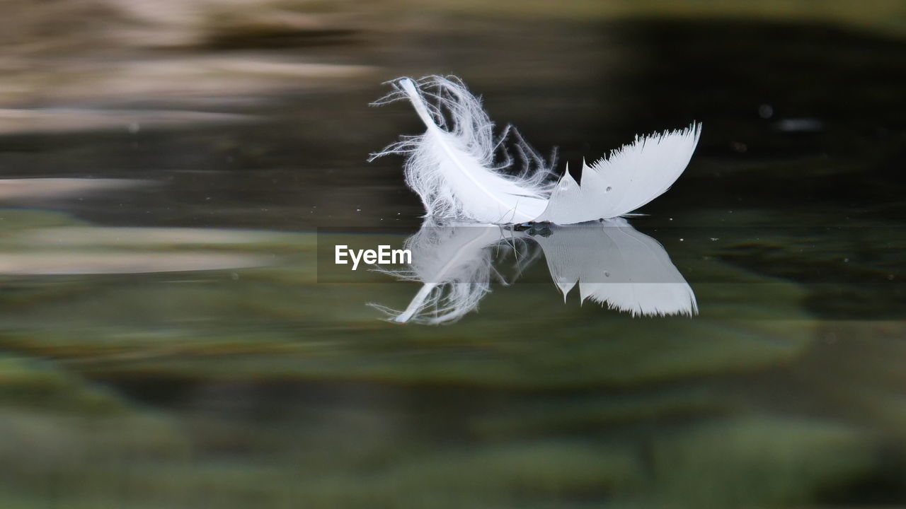 Close-up of white single feather floating on lake