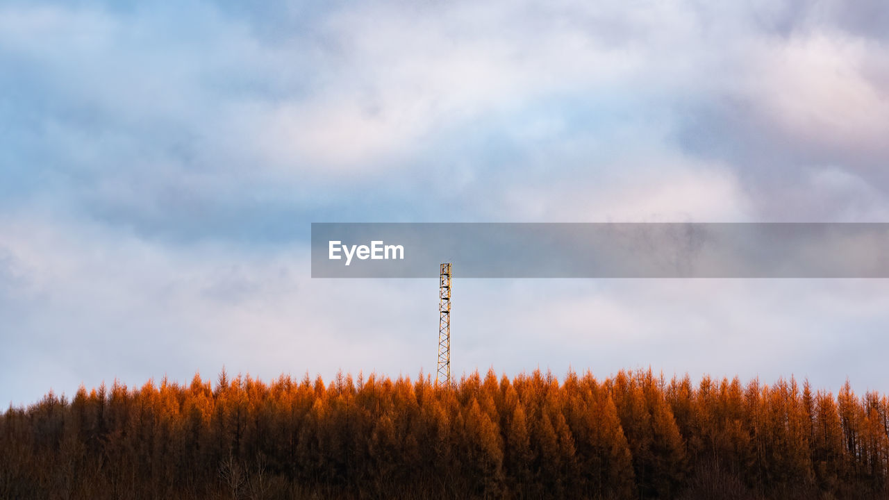 Low angle view of pine trees against sky