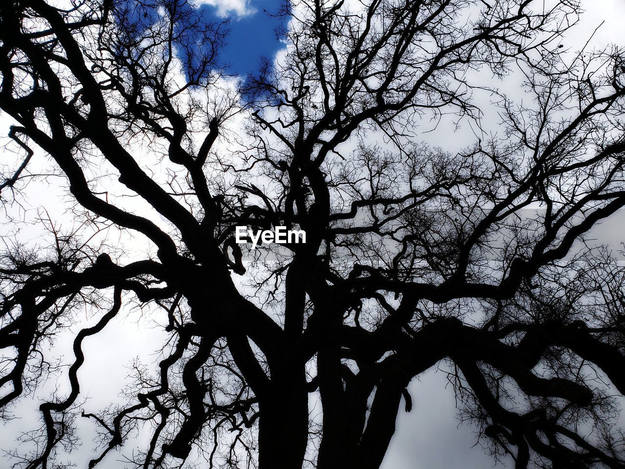 SILHOUETTE OF BARE TREE AGAINST SKY