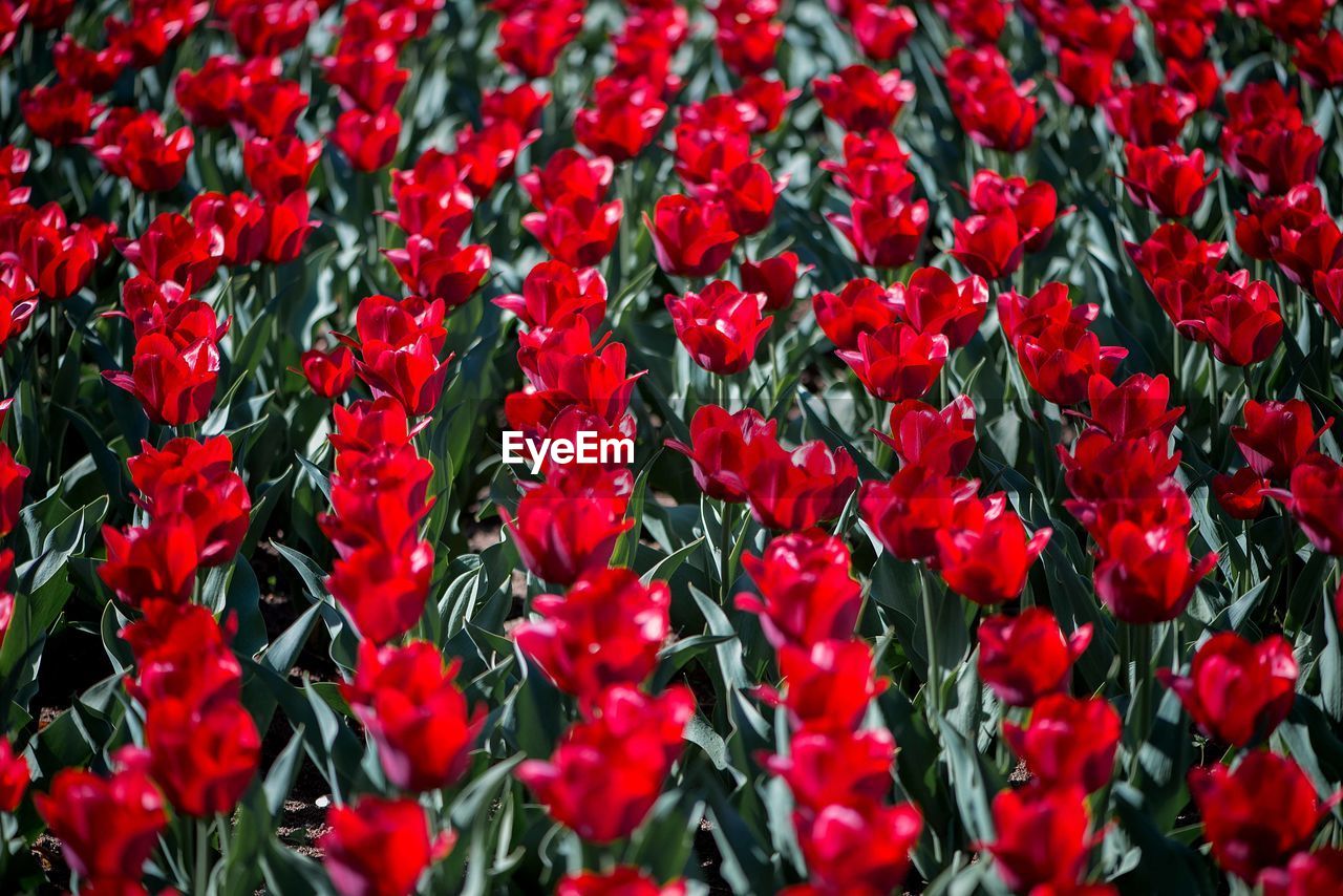 Field of colorful tulips