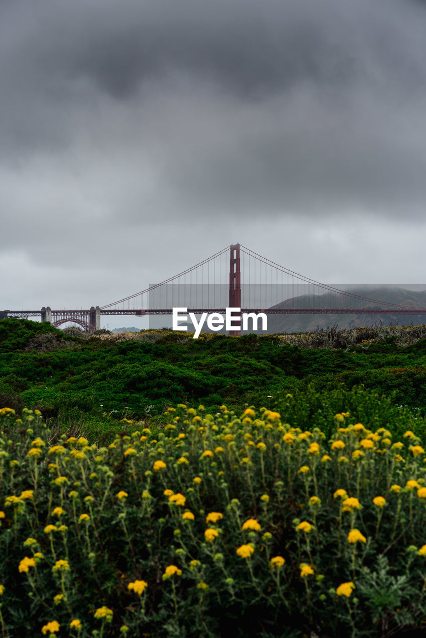 Suspension bridge against cloudy sky with yellow flowering plants in foreground