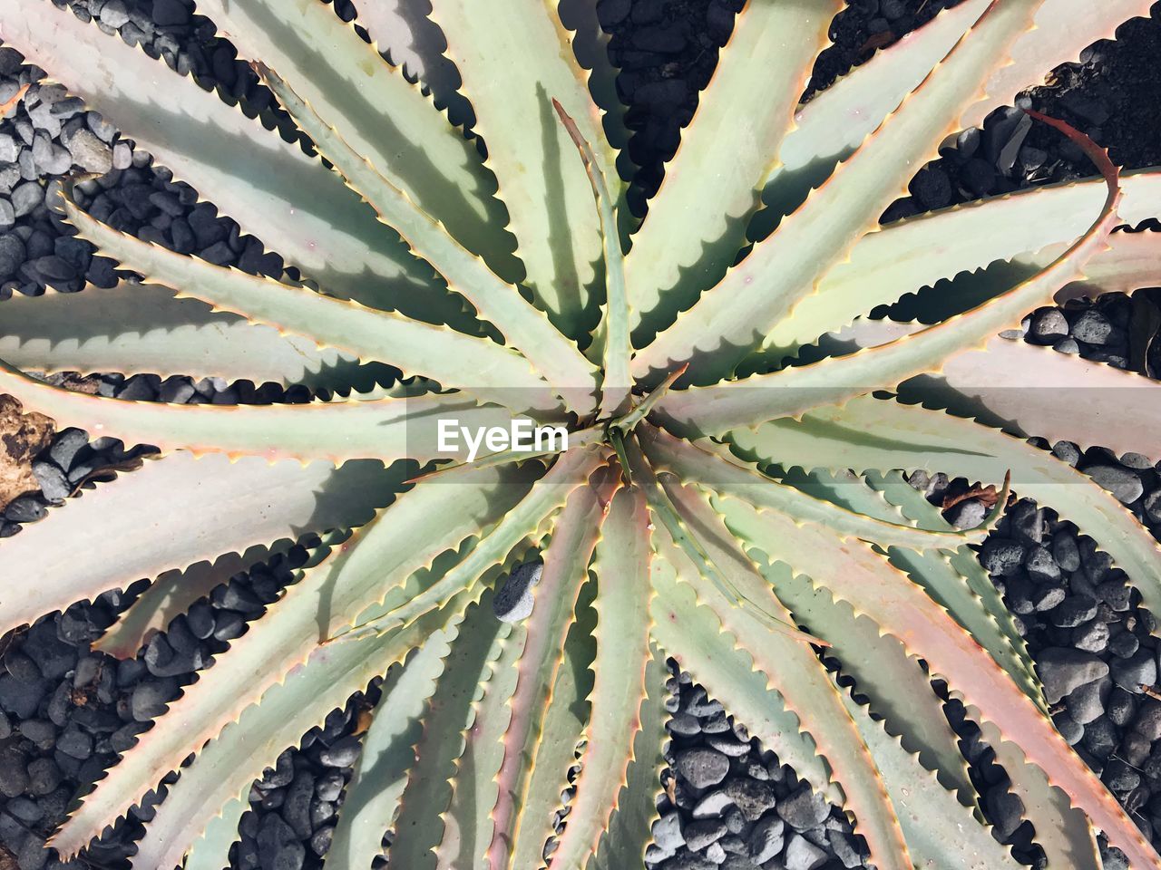 FULL FRAME OF SUCCULENT PLANT