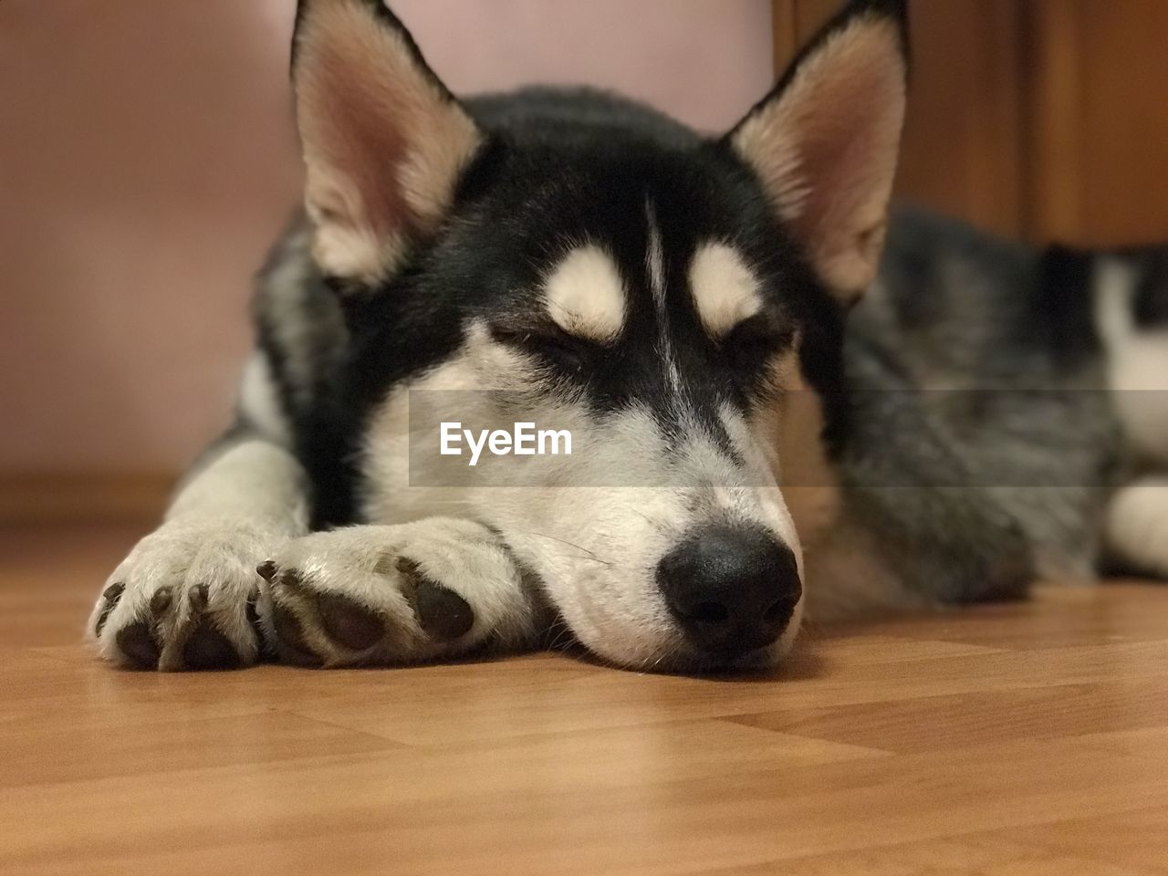 CLOSE-UP OF A DOG SLEEPING ON WOODEN FLOOR