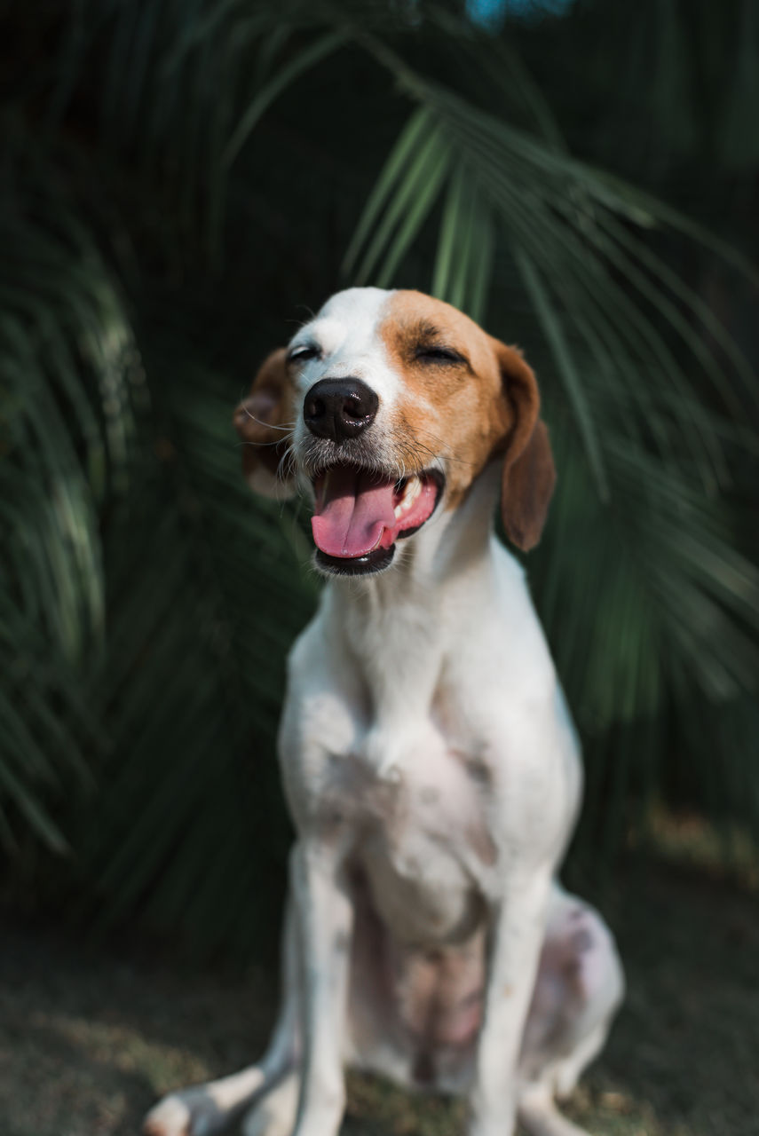 DOG LOOKING AWAY WHILE SITTING ON FLOOR